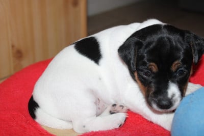 Les chiots de Parson Russell Terrier
