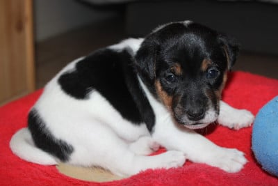 Les chiots de Parson Russell Terrier