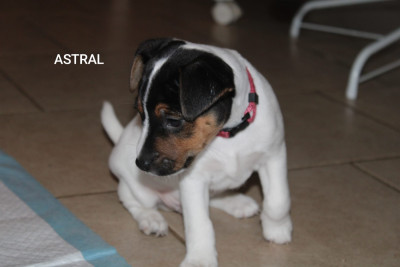 Les chiots de Parson Russell Terrier