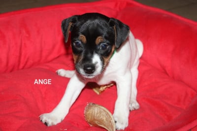 Les chiots de Parson Russell Terrier