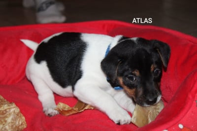Les chiots de Parson Russell Terrier