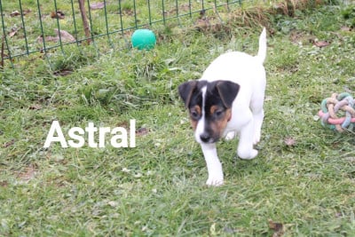 Les chiots de Parson Russell Terrier
