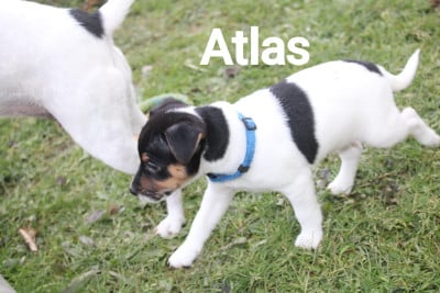 Les chiots de Parson Russell Terrier