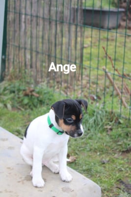 Les chiots de Parson Russell Terrier