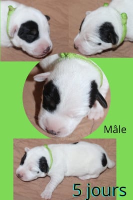 Les chiots de Parson Russell Terrier