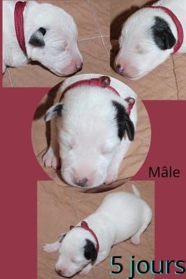 Les chiots de Parson Russell Terrier