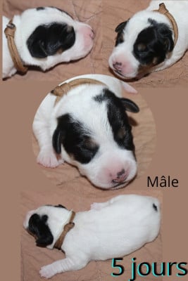 Les chiots de Parson Russell Terrier