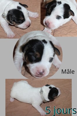 Les chiots de Parson Russell Terrier