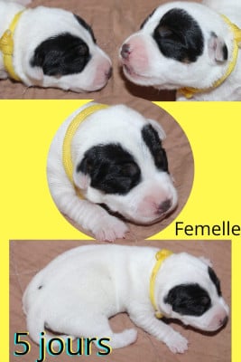Les chiots de Parson Russell Terrier