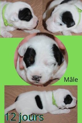 Les chiots de Parson Russell Terrier