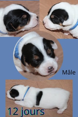 Les chiots de Parson Russell Terrier