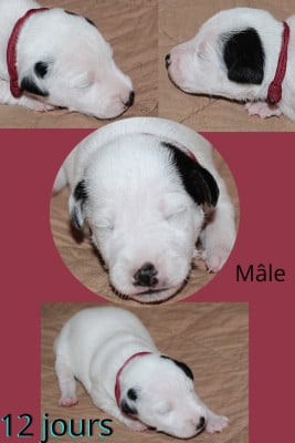 Les chiots de Parson Russell Terrier