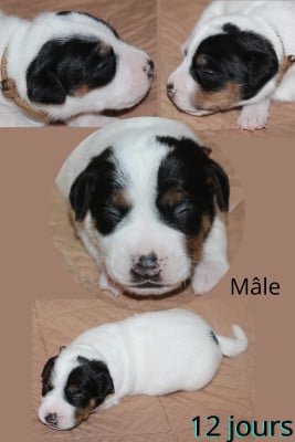 Les chiots de Parson Russell Terrier