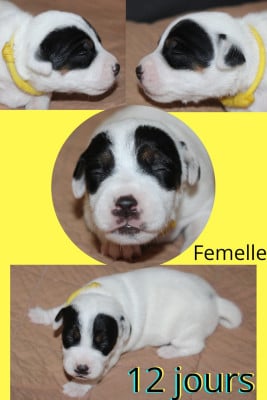 Les chiots de Parson Russell Terrier