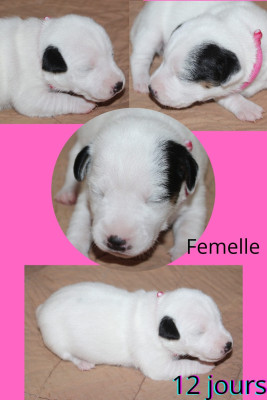 Les chiots de Parson Russell Terrier