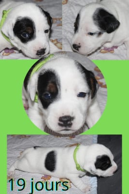 Les chiots de Parson Russell Terrier