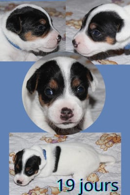 Les chiots de Parson Russell Terrier