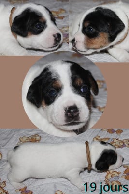 Les chiots de Parson Russell Terrier