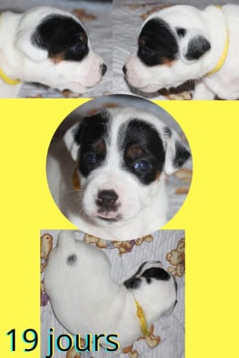 Les chiots de Parson Russell Terrier