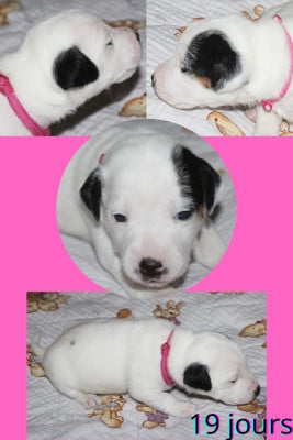 Les chiots de Parson Russell Terrier