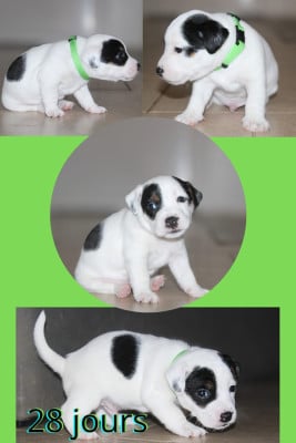 Les chiots de Parson Russell Terrier