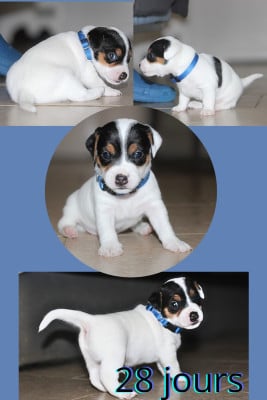 Les chiots de Parson Russell Terrier