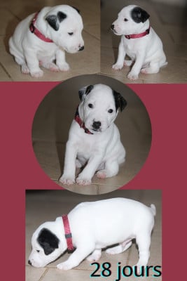 Les chiots de Parson Russell Terrier