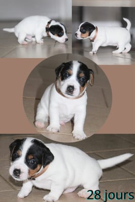 Les chiots de Parson Russell Terrier
