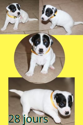 Les chiots de Parson Russell Terrier