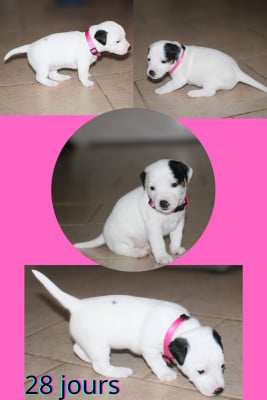 Les chiots de Parson Russell Terrier