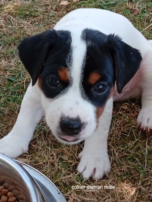 Les chiots de Parson Russell Terrier