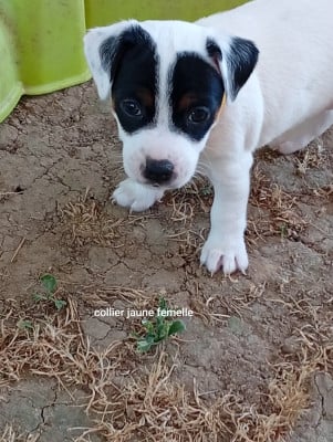 Les chiots de Parson Russell Terrier