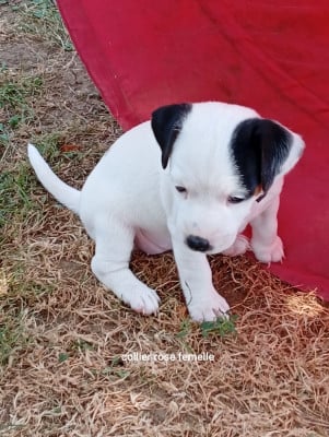 Les chiots de Parson Russell Terrier
