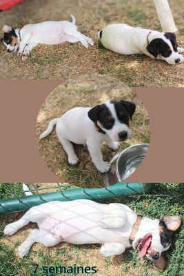 Les chiots de Parson Russell Terrier