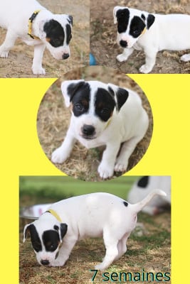 Les chiots de Parson Russell Terrier