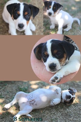 Les chiots de Parson Russell Terrier