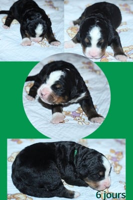 Les chiots de Bouvier Bernois