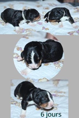 Les chiots de Bouvier Bernois