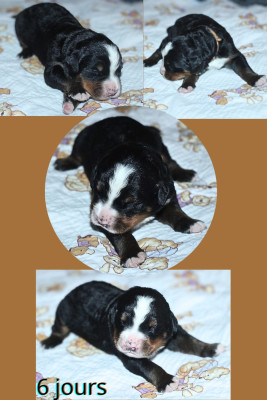 Les chiots de Bouvier Bernois