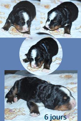 Les chiots de Bouvier Bernois