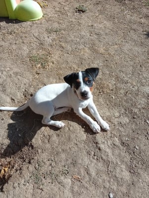Les chiots de Parson Russell Terrier