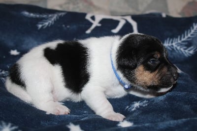 Parson Russell Terrier