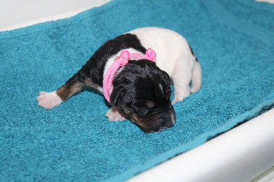 Les chiots de Parson Russell Terrier