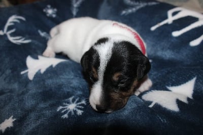 Les chiots de Parson Russell Terrier