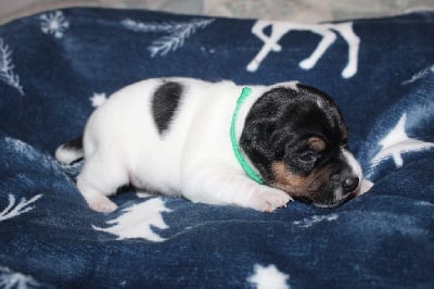Les chiots de Parson Russell Terrier