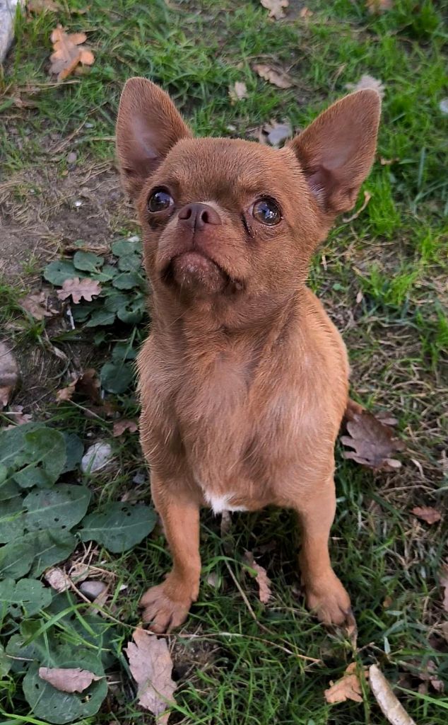 Volovan (Sans Affixe)