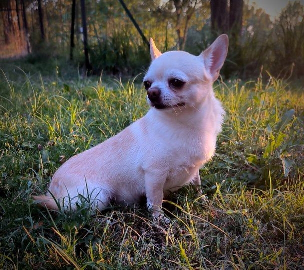 Publication : De La Nurserie De Nina