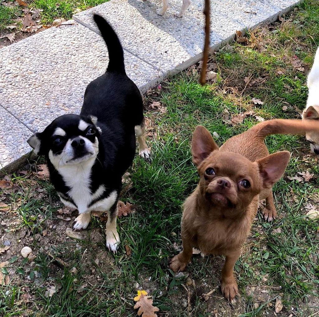 Volovan (Sans Affixe)