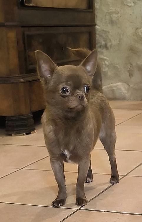 Volovan (Sans Affixe)