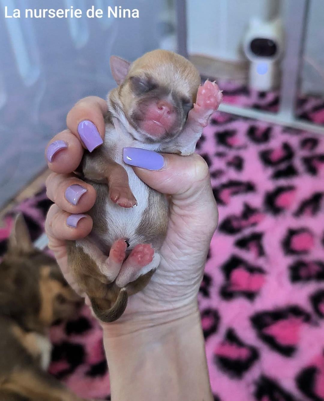 B - Chihuahua